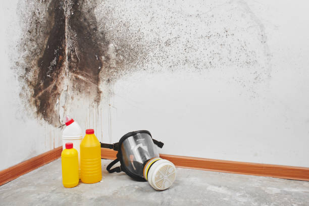 Best Post-Flood Mold Remediation in Allendale, MI