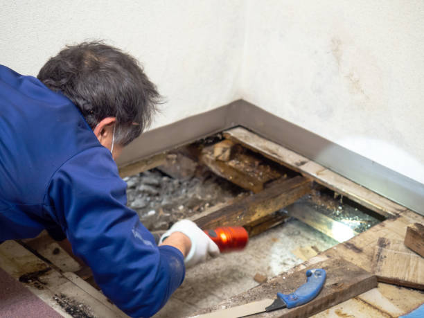 Best Localized Mold Remediation (e.g., coastal areas, humid climates) in Allendale, MI