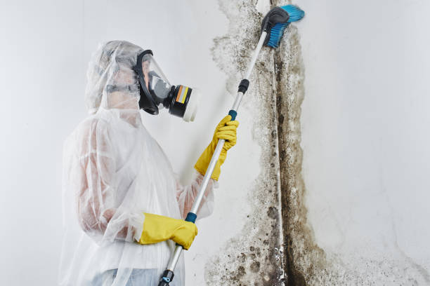 Best Crawl Space Mold Remediation in Allendale, MI