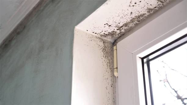 Best Bathroom Mold Remediation in Allendale, MI