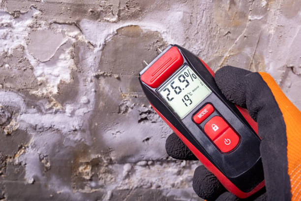 Best Kitchen Mold Remediation in Allendale, MI