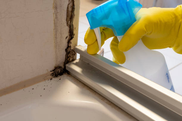 Best Residential Mold Remediation in Allendale, MI