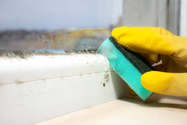 Best Emergency Mold Remediation in Allendale, MI