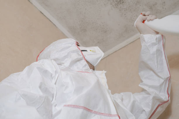 Best Commercial Mold Remediation in Allendale, MI