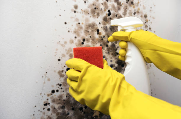 Best Industrial Mold Remediation in Allendale, MI