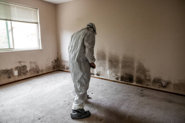 Best Mold Remediation for Schools in Allendale, MI