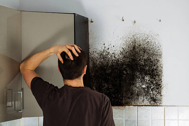 Best HVAC Mold Remediation in Allendale, MI