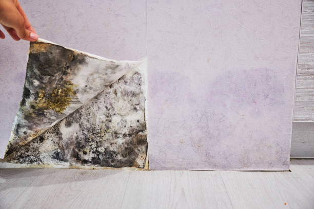 Best Mold Remediation for Schools in Allendale, MI